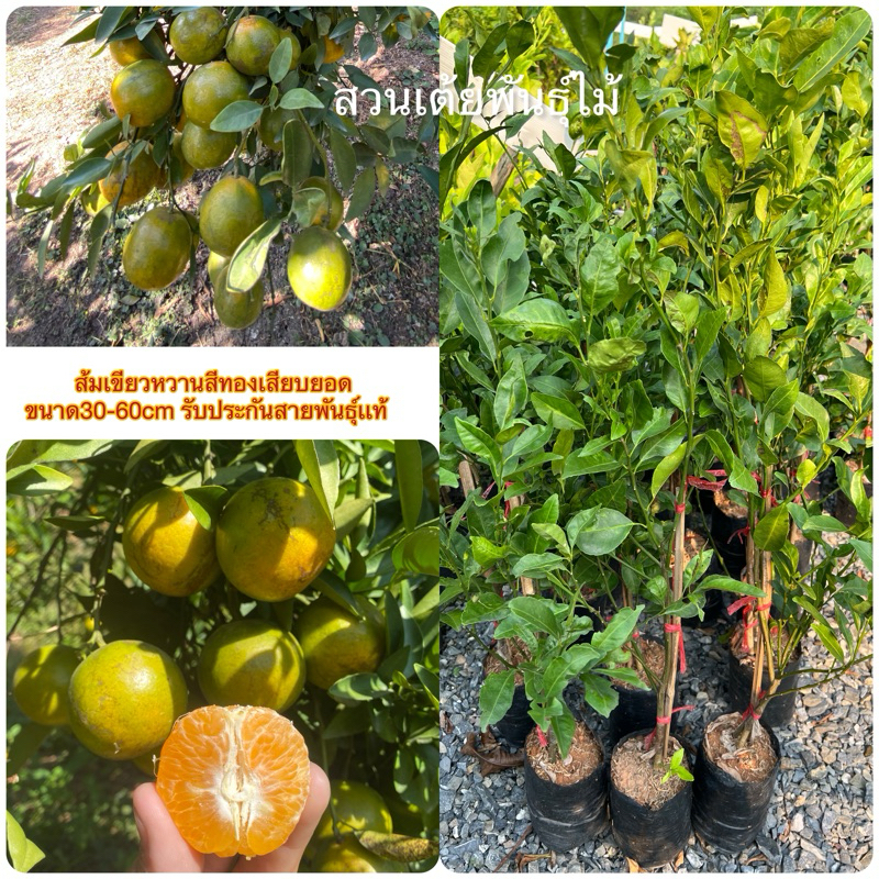 ส้มเขียวหวานสีทองเสียบยอดขนาด30-60cm รับประกันสายพันธุ์เเท้