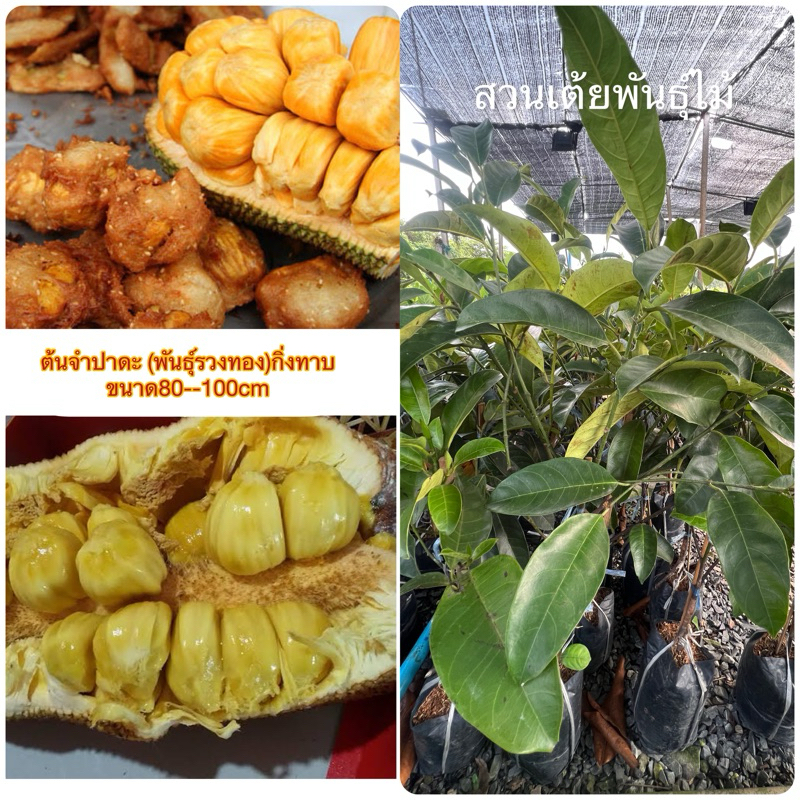 ต้นขนุนจําปาดะ (พันธุ์รวงทอง)กิ่งทาบขนาด80-100cm ปลูกได้ทุกพื้นที่กิ่งทาบออกลูกไว