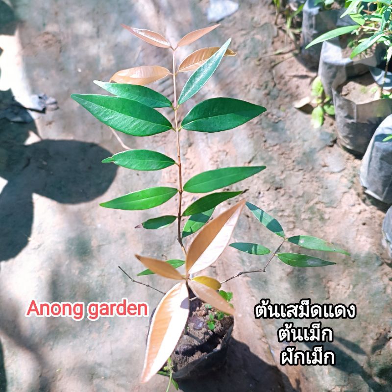 ต้น เสม็ดแดง หรือ ผักเม็ก ต้นเม็ก ต้นละ 15 บาท ไม้ใหญ่ ไม้มงคล ทำไม้ขุดล้อม ยอดกินได้