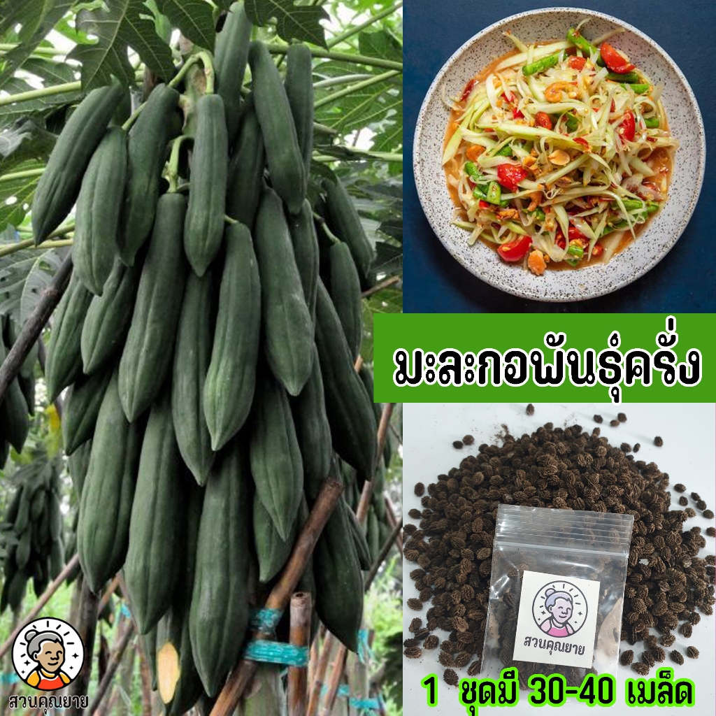 เมล็ดพันธุ์มะละกอครั่ง ต้นเตี้ย ลูกดก เนื้อกรอบอร่อย  เหมาะสำหรับส้มตำสุดๆ