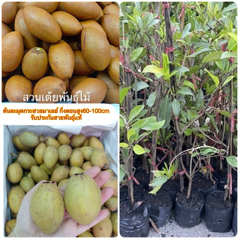 ต้นละมุดกระสวยมาเลย์ กิ่งตอนสูง60-100cm รับประกันสายพันธุ์เเท้💯