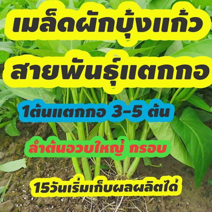 เมล็ดผักบุ้งแก้วใต้หวันสายพันธ์แตกกกอ1ซอง400เมล็ด+ปุ๋ยบำรุงหลังปลูก