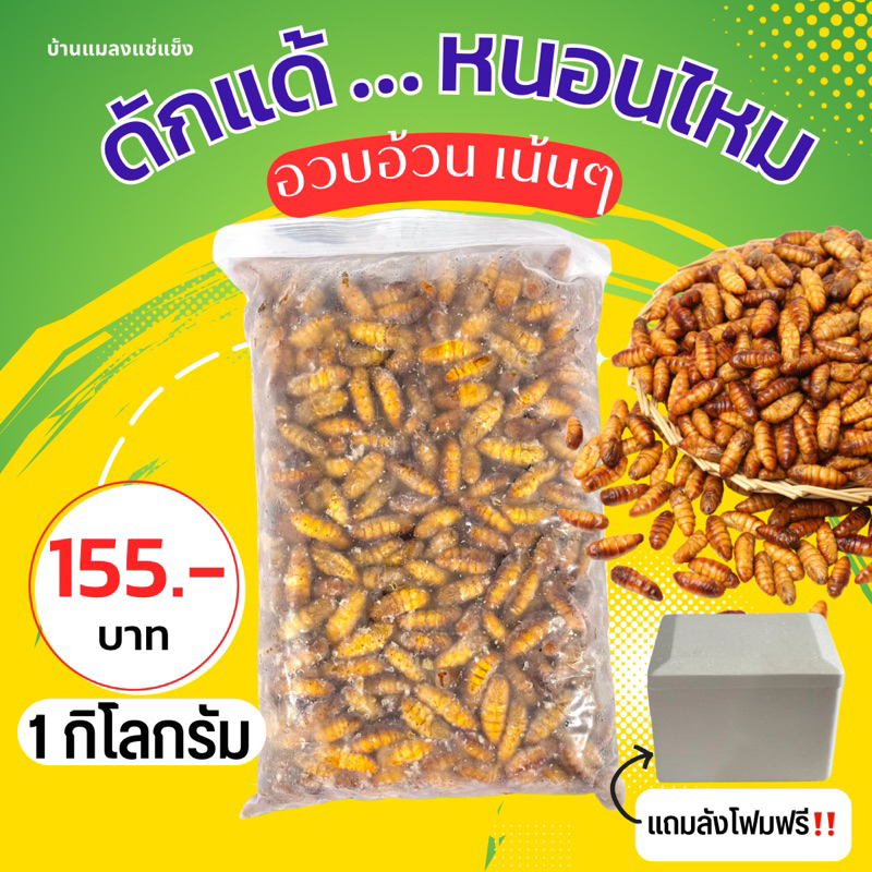 ดักแด้หนอนไหม 1 kg ตัวเหลืองสวยตัวอ้วน ‼️ฟรี กล่องโฟม พร้อมส่ง ดักแด้สำหรับนำไปทอด เอาใจคนกินแมลงทอด