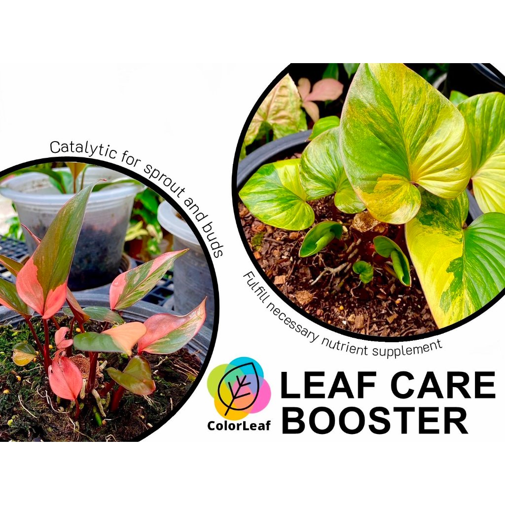 Color Leaf : LEAF CARE SUPER REFILL ชุดผลิตภัณฑ์ ทำความสะอาดเคลือบเงาใบไม้ บำรุงเร่งหน่อ และ ปูนทาแผลป้องกันเชื่อรา - รูปที่ 2