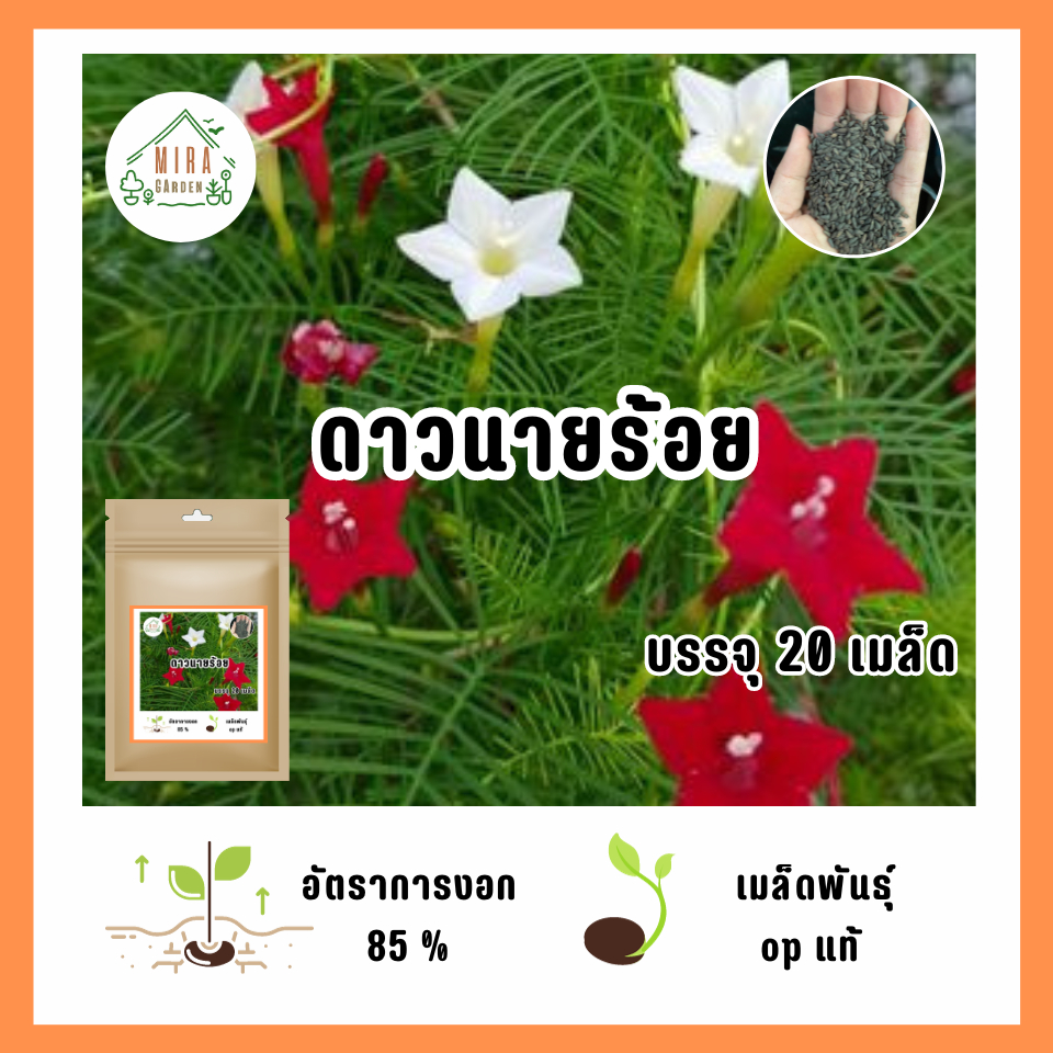 เมล็ดพันธุ์ดอกดาวนายร้อยคละสี บรรจุ 100 เมล็ด