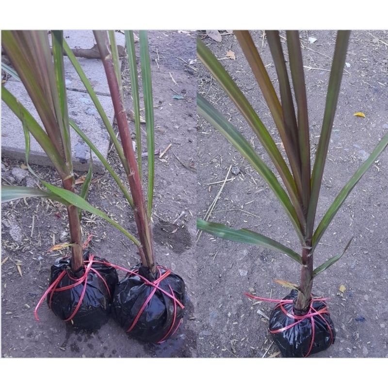 ต้นอ้อยแดงอ้อยดำทำยาต้นโตอวบบสูง80cm