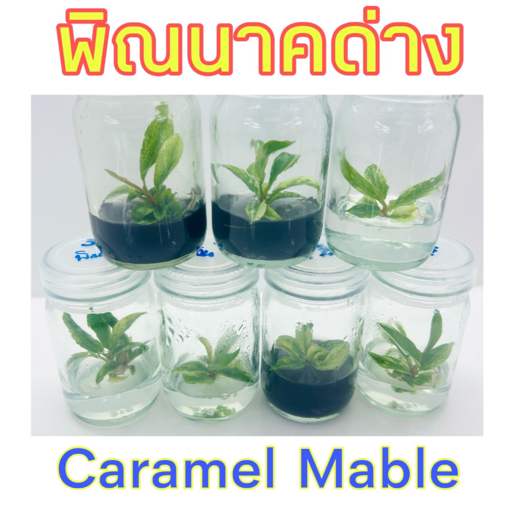 ไม้เนื้อเยื่อ พิณนาคด่าง Philodendron Caramel Marble Var พินนาคด่าง ฟิโลพิณนาคสวย คาราเมลมาเบิ้ลด่าง ไม้ฟอกอากาศ