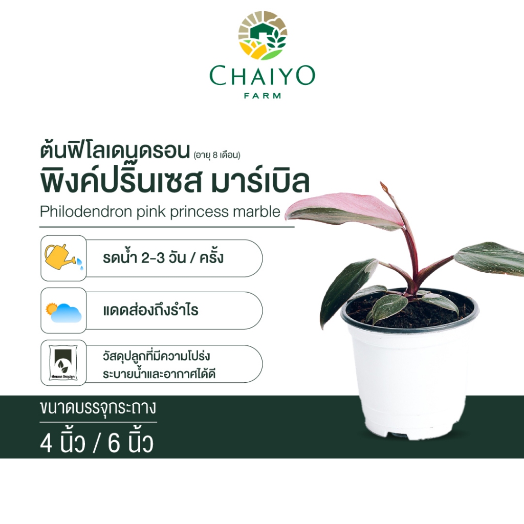 ฟิโลเดนดรอน พิงค์ปริ๊นเซส มาร์เบิล กระถาง 4 และ 6 นิ้ว Philodendron pink princess marble