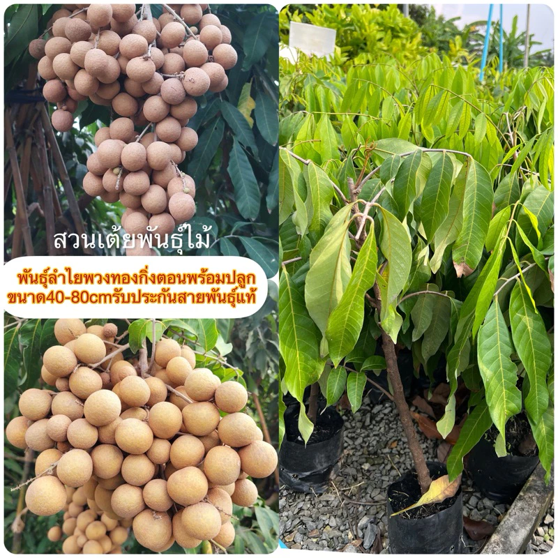 พันธุ์ลำไยพวงทองกิ่งตอนพร้อมปลูกขนาด40-80cmรับประกันสายพันธุ์เเท้จากสวน