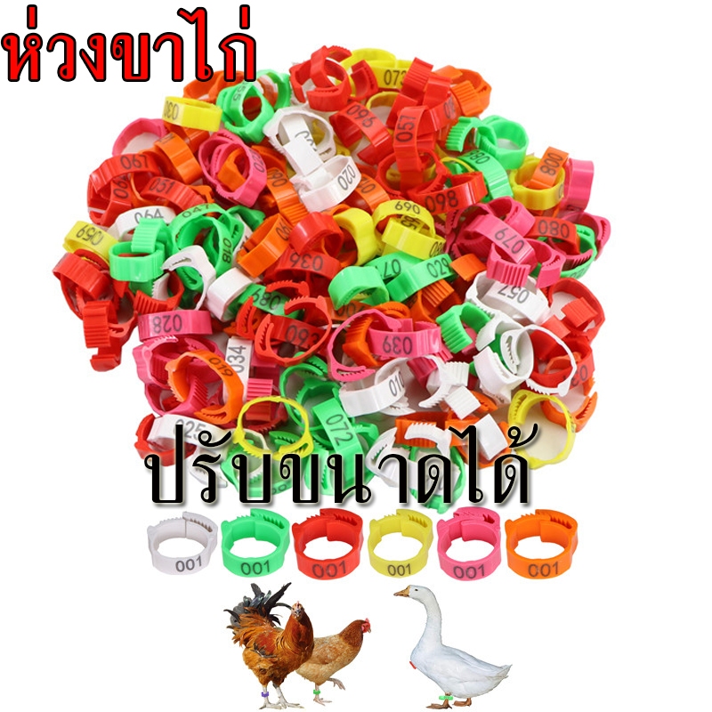 ห่วงขาไก่ แหวนขาไก่ ห่วงขาไก่ชน แหวนไส่เท้าไก่ ปรับขนาดได้ ตัวเลขชัดเจน 100 ชิ้น