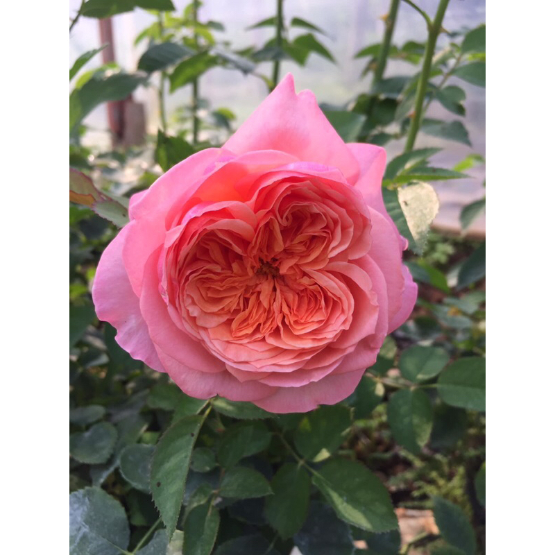 กุหลาบ-วิคตอเรียซีเคร็ท Victcria secret ดอกใหญ่ ทรงถ้วย สีส้ม-ชมพู มีกลิ่นหอม เลี้ยงง่าย
