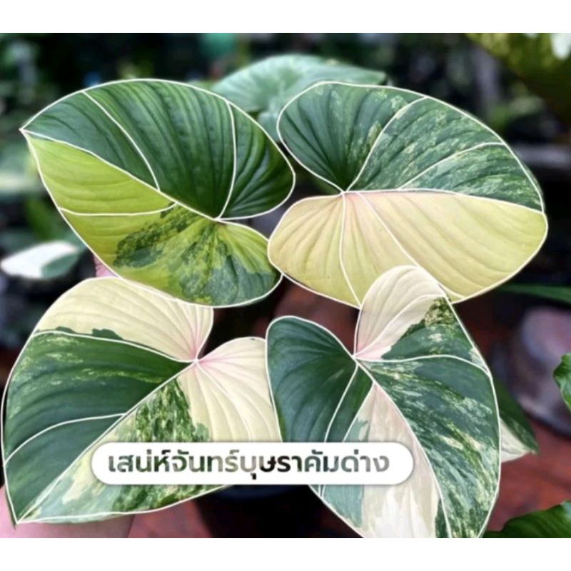 ต้นกล้าตัดใบเสน่ห์จันทร์ด่างมิ้นต์คลีนลุ้นด่างชมพู ไม้นำเข้าพร้อมปลูก