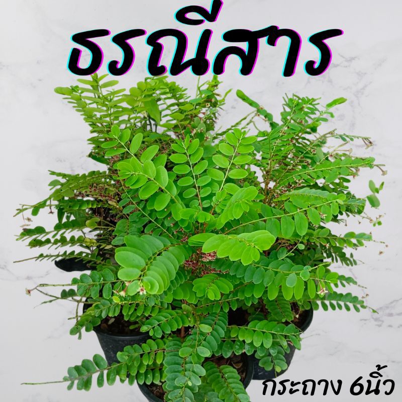 ต้นธรณีสาร กระถาง6นิ้ว