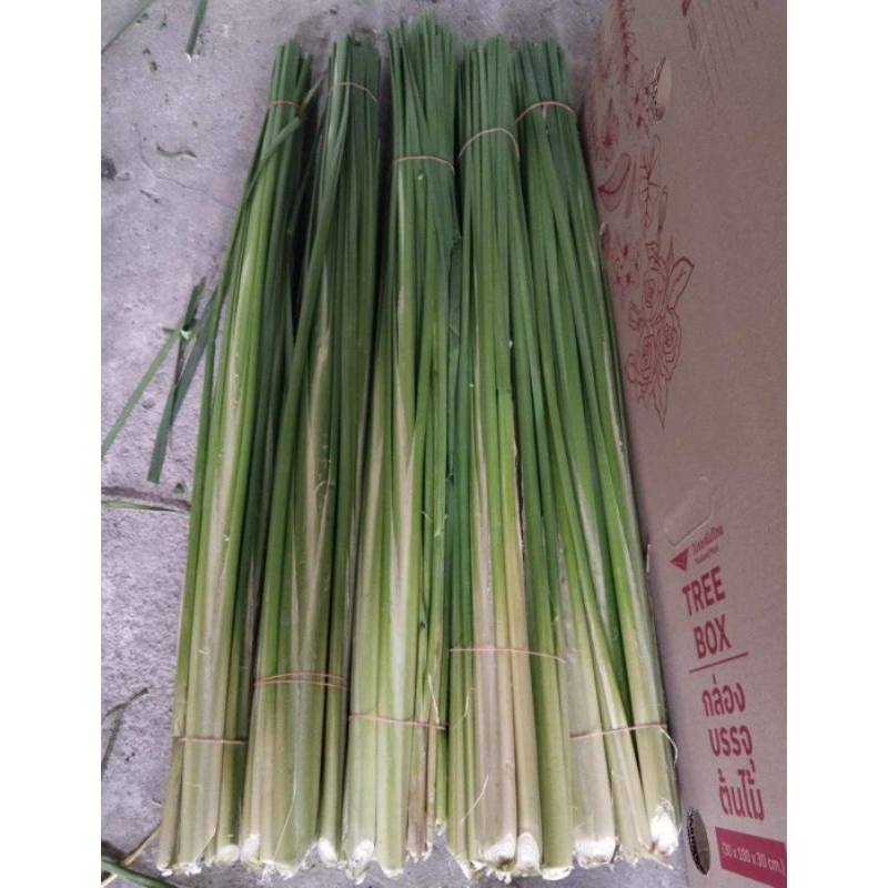 ธูปฤษี ขายลำต้น(1ชุด5กก100บาท)ตัดยาว1เมตรประมาณ20-25ต้น