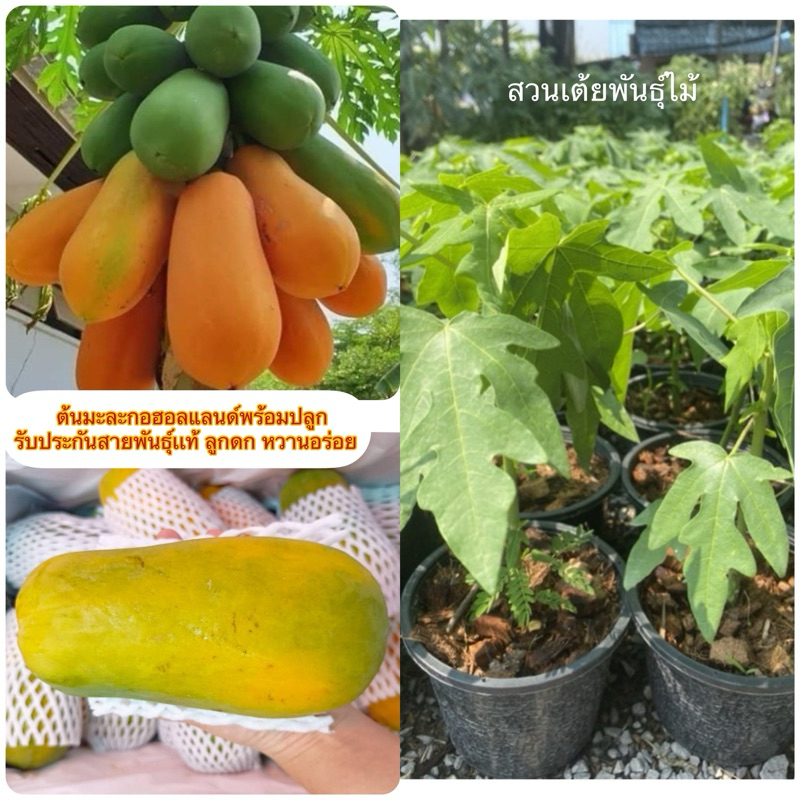 ต้นมะละกอฮอลแลนด์พร้อมปลูก รับประกันสายพันธุ์เเท้ ลูกดก หวานอร่อย
