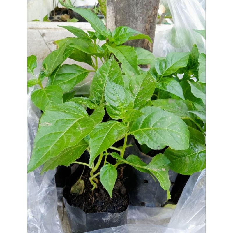 พริกขี้หนูสวนหอม1ถุงดำ1-3กล้าพร้อมลงถุง ที่อื่น🌈🎉ราคาถูกที่สุด มีจำนวนจำกัดนะค่ะ💞❣️❣️ผัก สมุนไพร