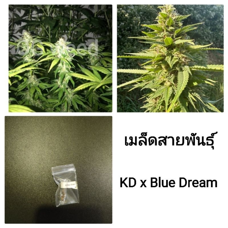 เมล็ดพันธุ์KD x Blue Dream เพศเมีย90%ใช้STSทำเมล็ดชุด5และ3เม็ด