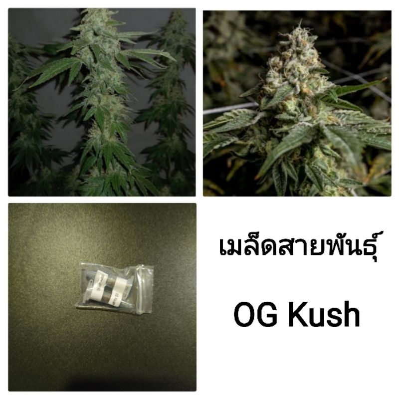 เมล็ดพันธุ์OG Kush เพศเมีย90% ใช้STSทำเมล็ดชุดละ5และ3เม็ด