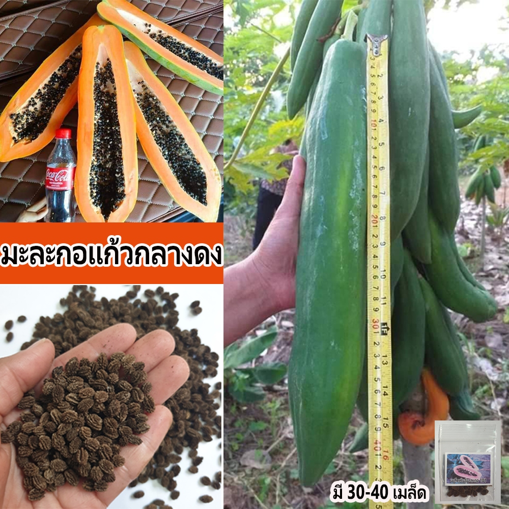 เมล็ดพันธุ์มะละกอแก้วกลางดง ลูกใหญ่ ยาว ลำต้นเตี้ย รสชาติเด็ดขาดนัก เมื่อผลสุกเนื้อเหนียวแน่น