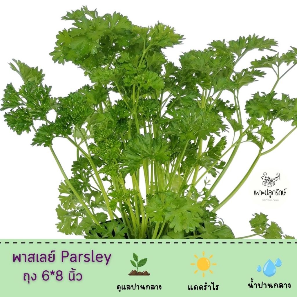 ต้นพาร์สลีย์ Parsley (H20)#พุ่มแน่น ต้นแข็งแรง #สมุนไพรฝรั่ง