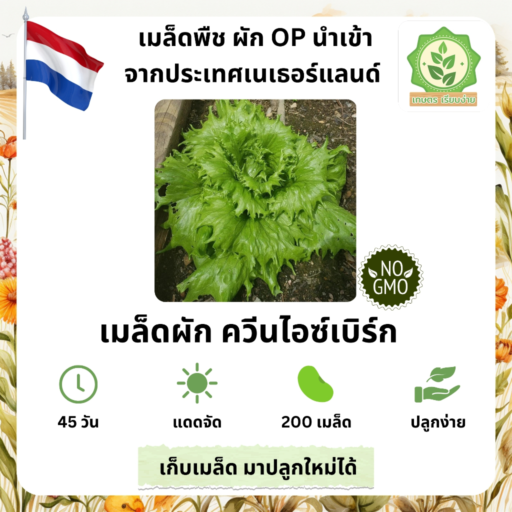 เมล็ดพันธุ์สลัดรวมผักต่างๆ ควีนไอซ์เบิร์ก เมล็ดนอกนำเข้าต่างๆ พันธุ์ OP บรรจุ 40-200 เมล็ด