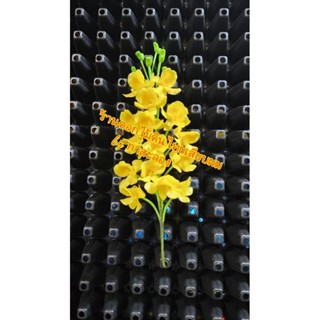 ดอกเอื้องผึ้งติดผมดินไทย