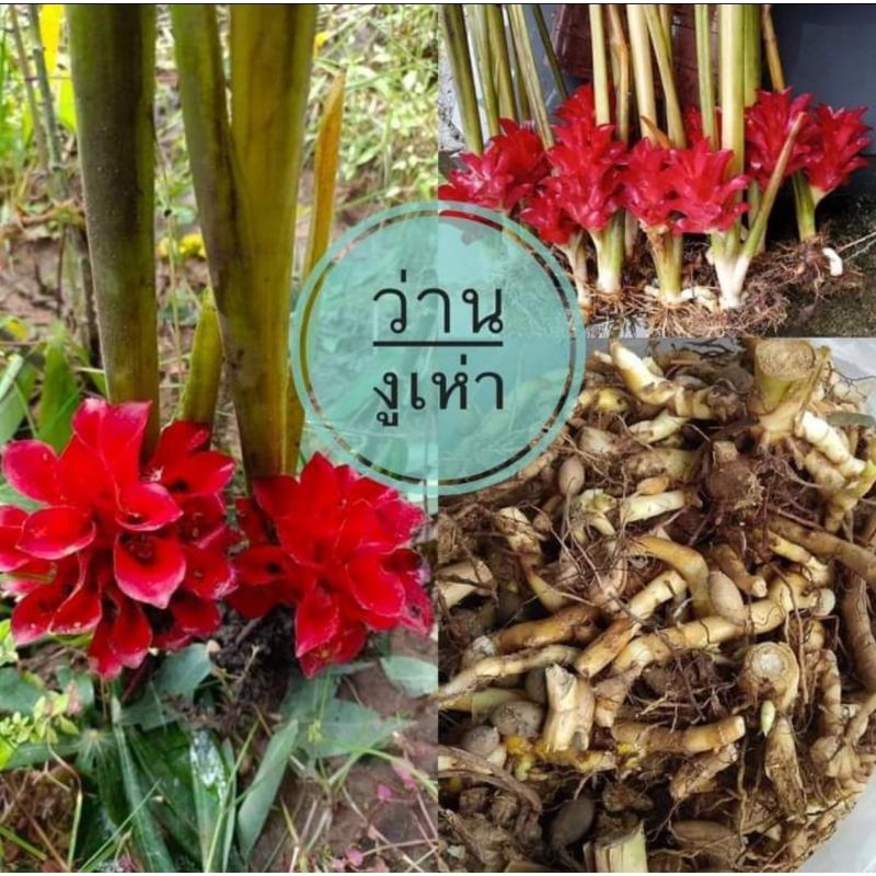 ว่านงูเห่า 1หัวพันธุ์ หายาก ดอกสวย ว่านมงคล สมุนไพร พรรณไม้หายาก ไม้ดอกไม้ประดับ