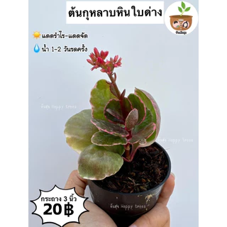 ต้นกุหลาบหินใบด่าง จัดส่ง 2 ต้นขึ้นไป คละแบบได้