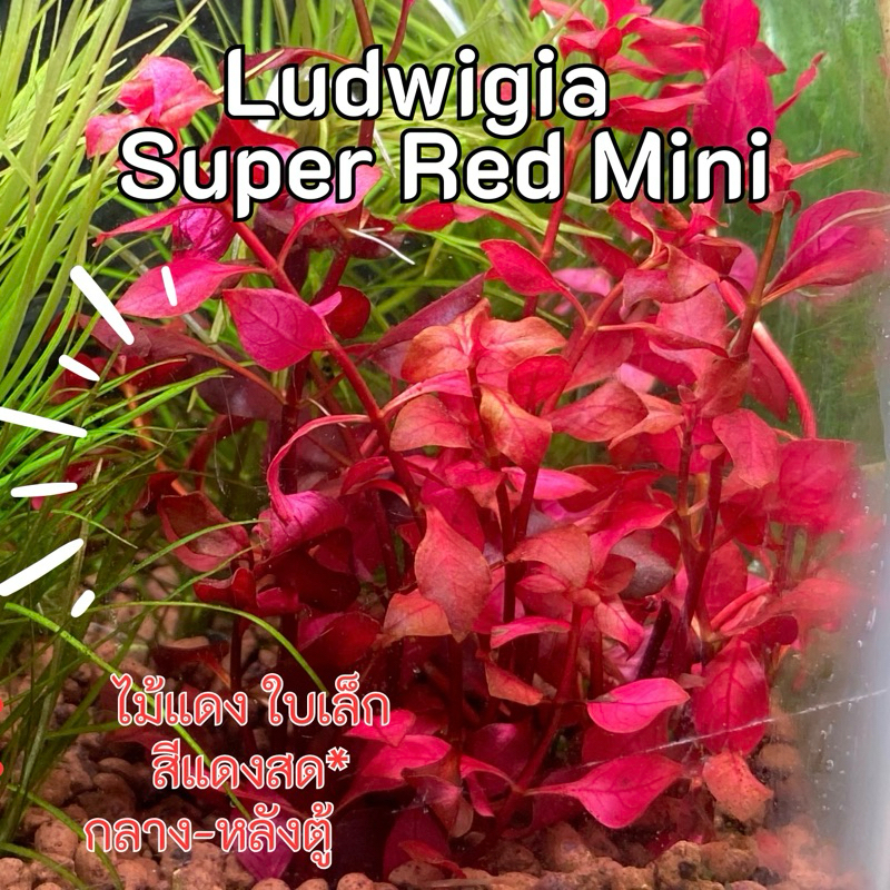 Ludwigia Super Red Mini ลัดวิเจีย มินิซุปเปอร์เรด ไม้น้ำสีแดงเข้มจนออกม่วง (พร้อมส่ง)
