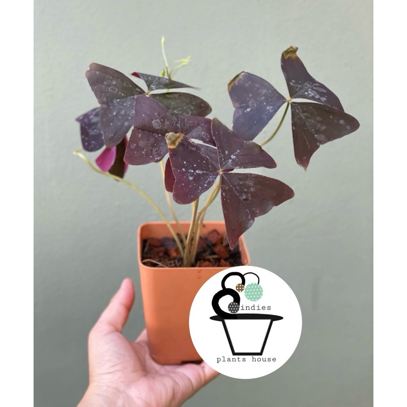 ต้นผีเสื้อราตรีสีม่วง Oxalis triangularis