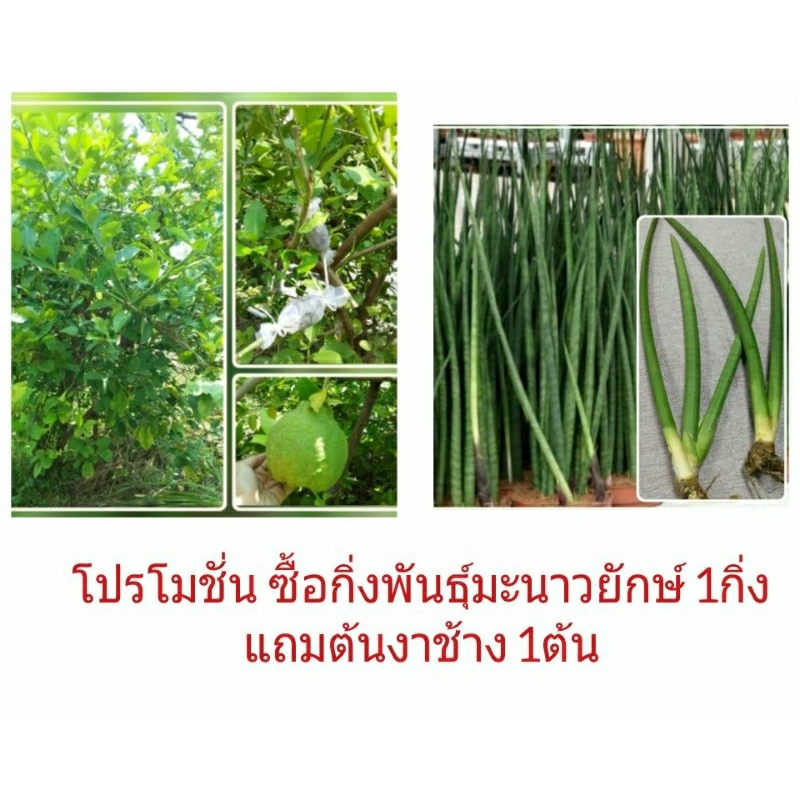 JK  CURTAIN TM กิ่งตอนต้นมะนาวยักษ์ (แถมต้นงาช้าง) #กิ่งแข็งแรง#ปลูกง่าย#ต้นไม้ประดับ#ผลรับประทานได้