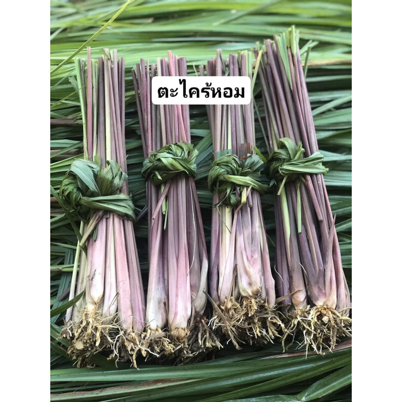 ตะไคร้หอม ชุดไล่ยุ่ง 10 ต้น