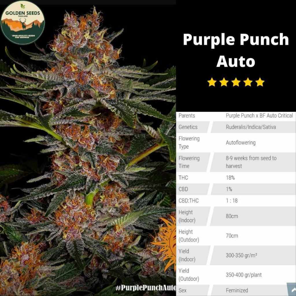 Barney's Farm ล็อตใหม่ 2023 - Purple Punch Auto เมล็ดค่ายเเท้