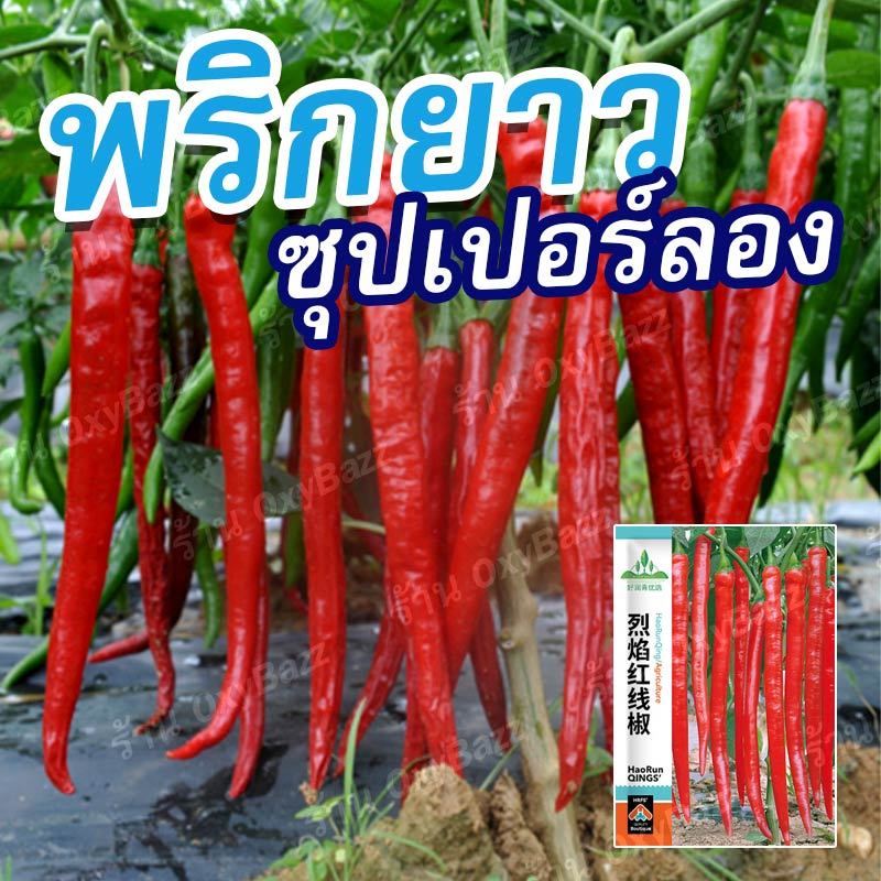 เมล็ดพันธุ์พริกยาวซุปเปอร์ลอง 300 เมล็ด ซองใหญ่ เมล็ดพริกยาวซุปเปอร์ลอง