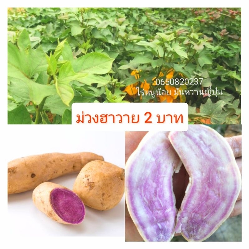 ยอดพันธุ์​มัน​ม่วงฮาวายหวานญี่ปุ่นแท้💯% มันม่วงหวานอร่อย55ยอด