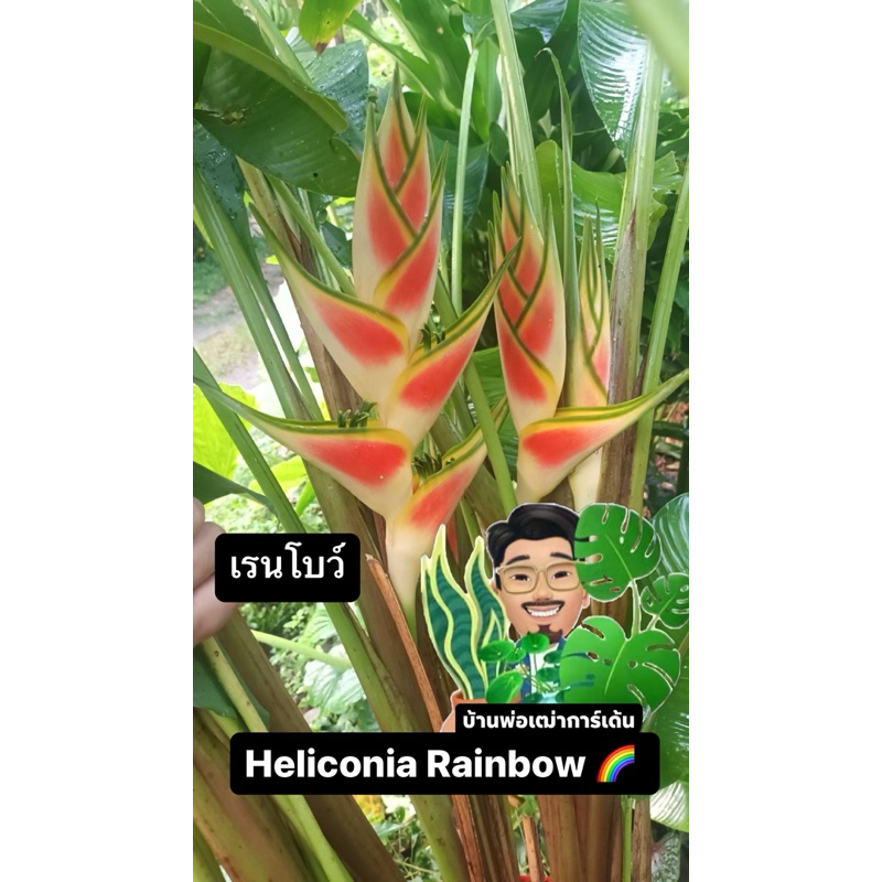 เฮลิโคเนีย เรนโบว์ หน่อขุดสด