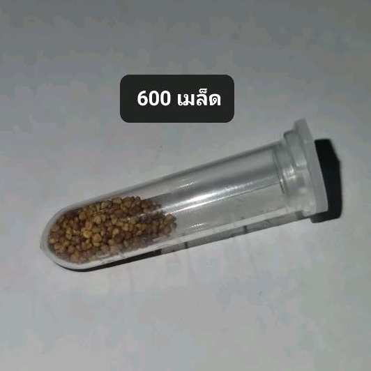 เมล็ดโคลเวอร์ไวท์ดัช ออร์แกนิค [1,500--15,000 เมล็ด] Organic White Dutch Clover [1,500--15,000 seeds]
