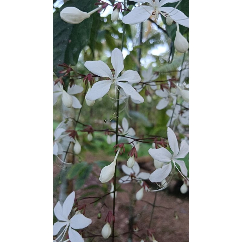💮ต้นสร้อยสายเพชร💮ตุ้มหูพระอินทร์ในถุงชำ