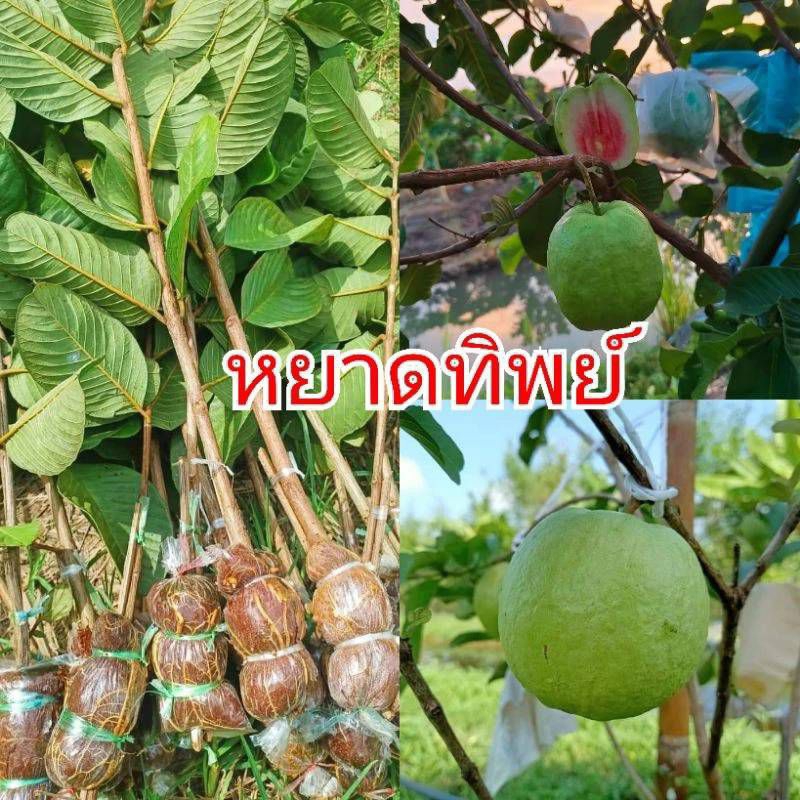 กิ่งตอนฝรั่ง หยาดทิพย์