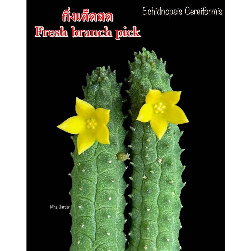 เก๋งจีน Echidnopsis Cereiformis *กิ่งเด็ดสด* แคคตัส ไม้อวบน้ำ Cactus and Succulent