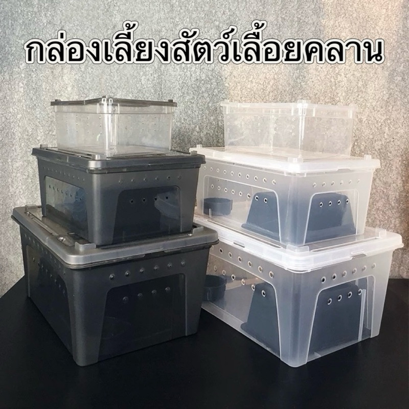 Reptile Box กล่องเลี้ยงสัตว์เล็ก สัตว์เลื้อยคลาน สัตว์เล็ก ผสมพันธุ์สดกล่อง งู แมงมุม ตุ๊กแก ฮอร์นฟรอก ตะขาบ แมงป่อง