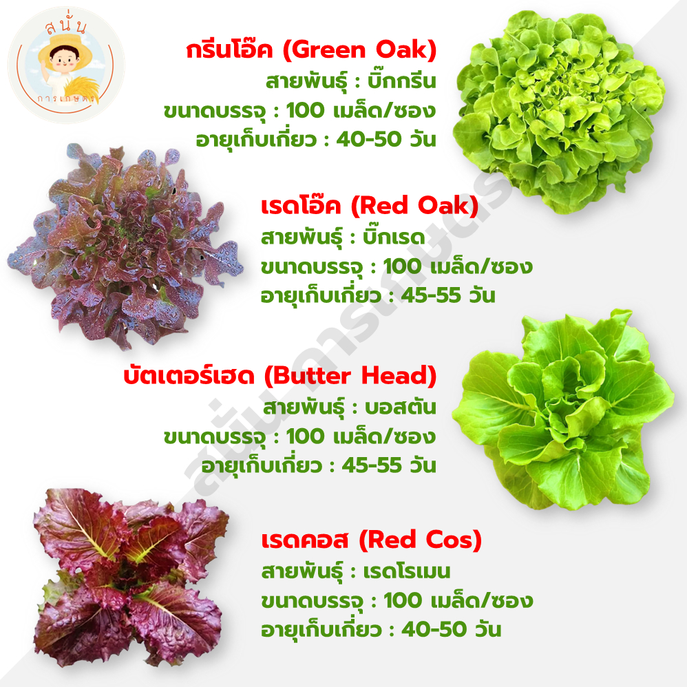 ชุดเมล็ดพันธุ์ ผักสลัด 12 ชนิด (กรีนโอ๊ค เรดโอ๊ค บัตเตอร์เฮด เรดคอส กรีนคอส ฟิลเลย์ เคล ร็อคเก็ต กรีนคอรัล เรดคอรัล ฯลฯ) - รูปที่ 2