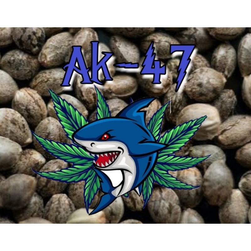 เมล็ด​กัญ​ชา​ Ak-47​ เอเค47