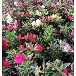ปุ๋ยชวนชมสูตรเร่งดอกขนาด 500 กรัม