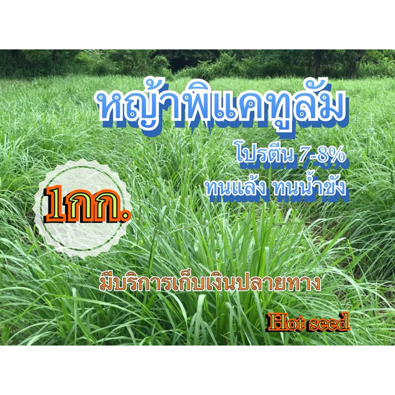 หญ้าพลิแคทูลั่ม 1 กิโลกรัม #พร้อมปลูก(รับประกันการงอก) หญ้าเลี้ยงสัตว์ หญ้า พันธ์ุหญ้า หญ้าเลี้ยงวัว ควาย