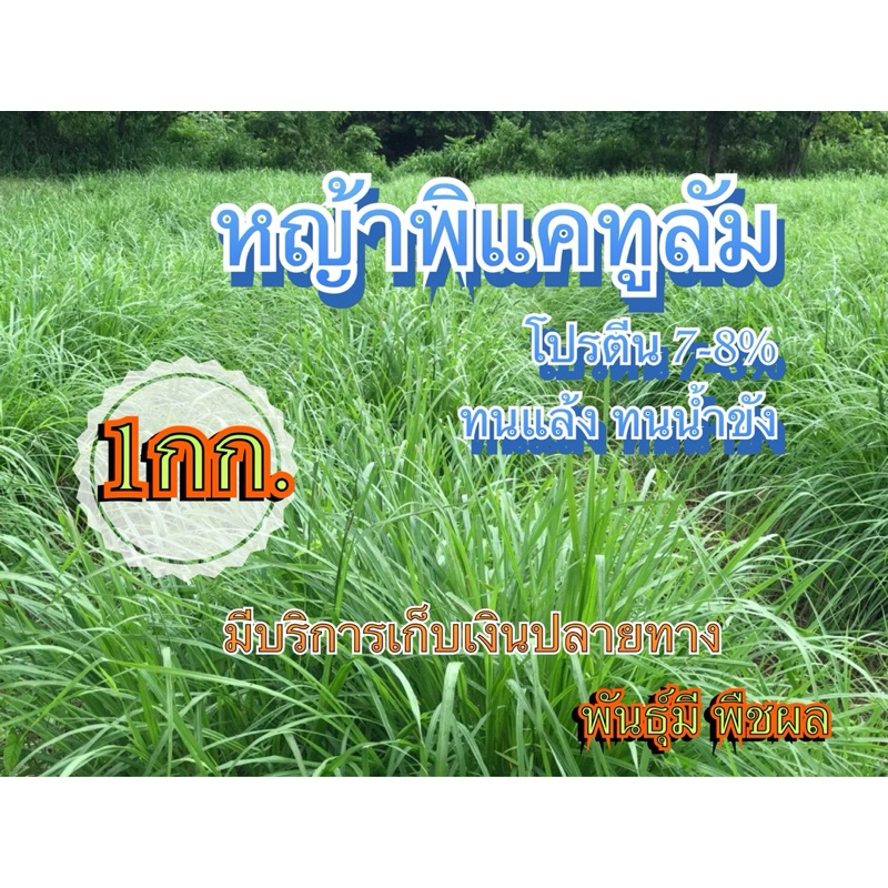 🔰 หญ้าพลิแคทูลั่ม 1 กิโลกรัม #พร้อมปลูก(รับประกันการงอก) หญ้าเลี้ยงสัตว์ หญ้า พันธ์ุหญ้า  หญ้าเลี้ยงวัว ควาย