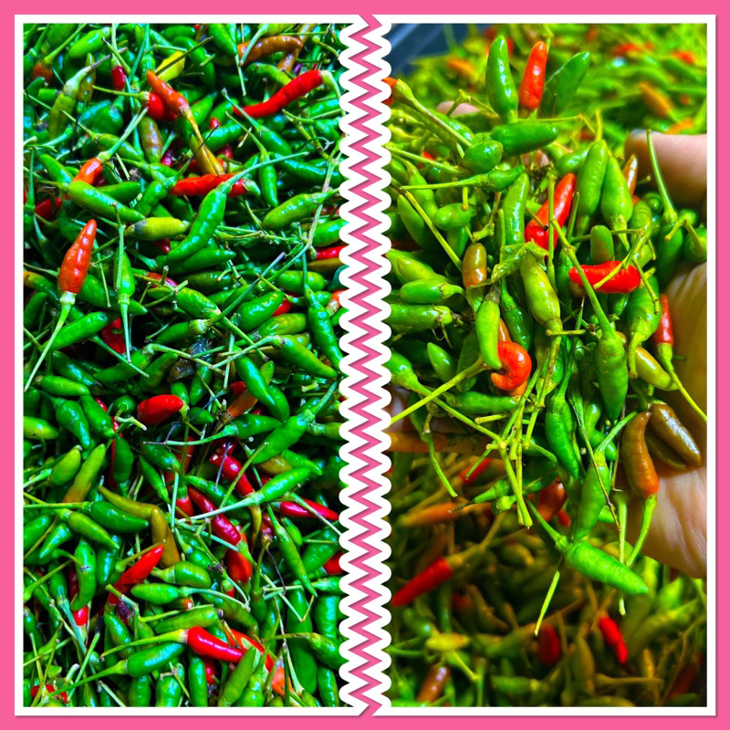 พริกขี้หนูสวน ใช้สำหรับตำน้ำพริก 50 บาท 200กร้ม( 2 ขีด ) ใหม่สดทุกวัน