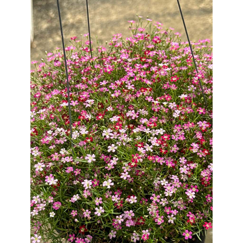 มุมมอง 4