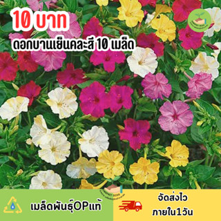 ดอกบานเย็นคละสี บรรจุ 10 เมล็ด