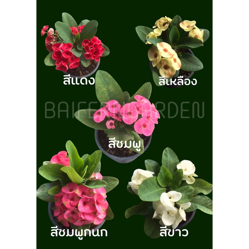 ต้นโป๊ยเซียน ขนาดกระถาง 6 นิ้ว